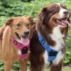 Venture Paw Pull Control Dog Harness